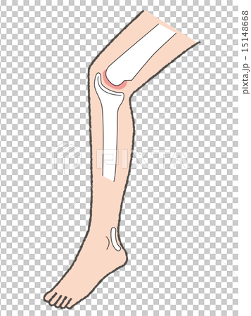 Knee 01 15148668