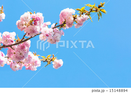 八重桜　普賢象 15148894
