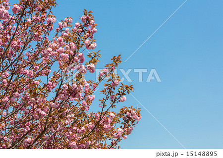 八重桜 八重桜 15148895