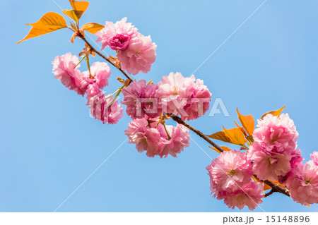 八重桜 八重桜 15148896