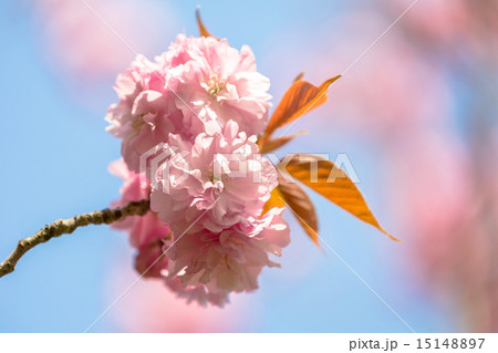 八重桜 八重桜 15148897