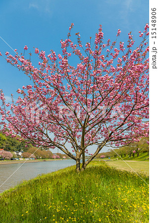 八重桜 八重桜 15148906