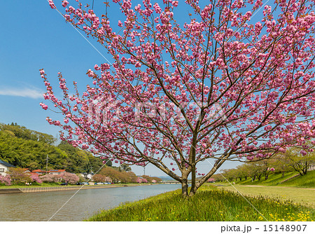 八重桜 八重桜 15148907