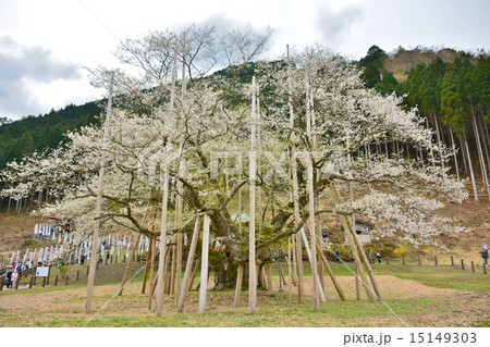 根尾谷淡墨桜 15149303