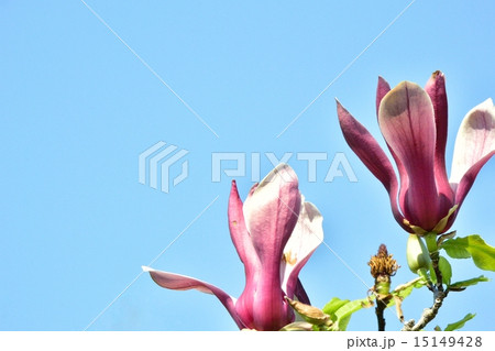 モクレン モクレン 15149428