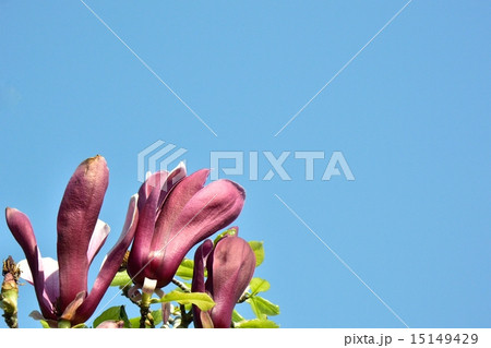 モクレン モクレン 15149429