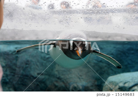 水の中の泳ぐペンギン 15149683