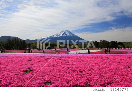 富士芝桜 富士芝桜 15149772