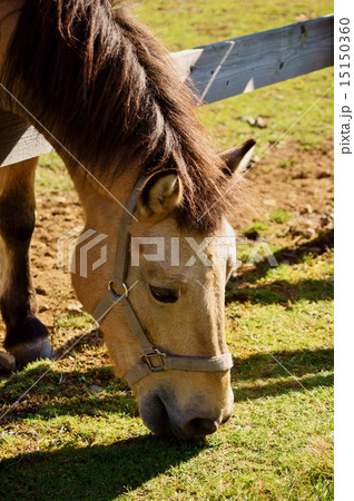 木曽馬　A Kiso-Horse 15150360