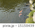 池の鯉 15150439