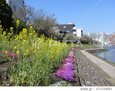 しながわ花海道の菜の花と芝桜 しながわ花海道の菜の花と芝桜 15150681