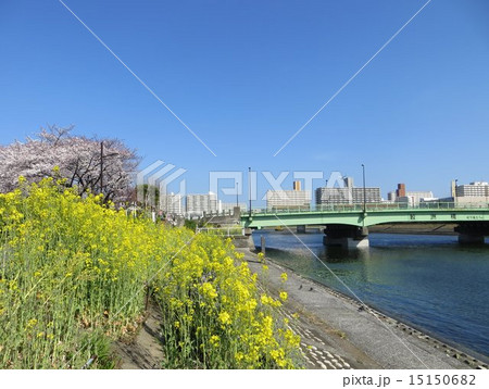 しながわ花海道の菜の花と鮫洲橋の写真素材