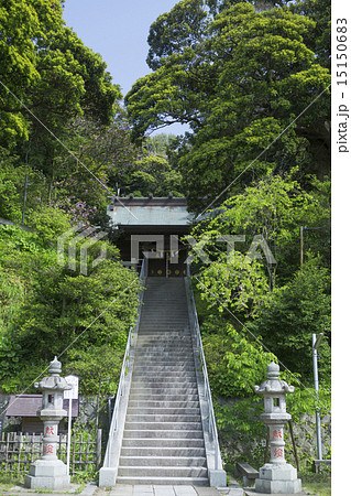 新緑の甘縄神明社 15150683