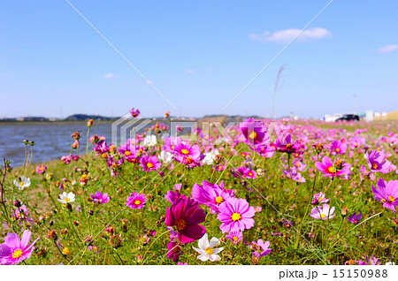 水巻町のコスモス 15150988