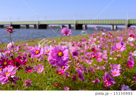 水巻町のコスモス 15150993