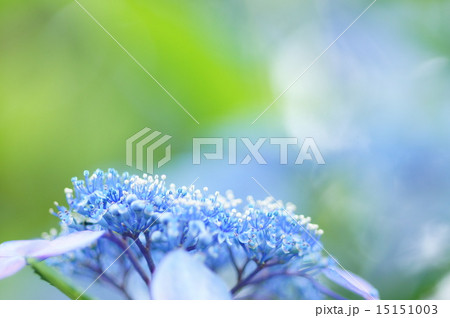 青く染まる紫陽花 15151003