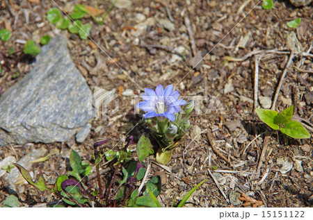 ヤマリンドウ 15151122