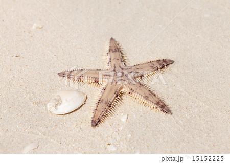 Seastar on the sand of the beach 15152225