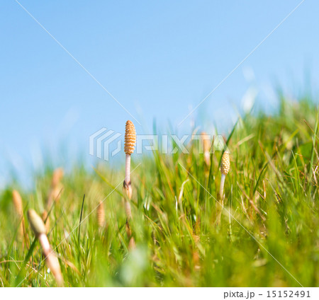 ツクシ ツクシ 15152491