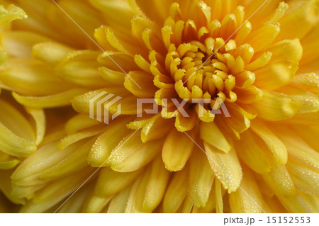 chrysanthemum 15152553