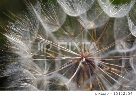 Dandelion Dandelion 15152554