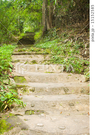 Path way in forest Path way in forest 15152585