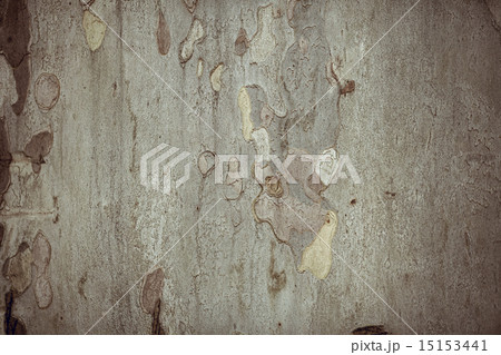 Tree bark texture Tree bark texture 15153441
