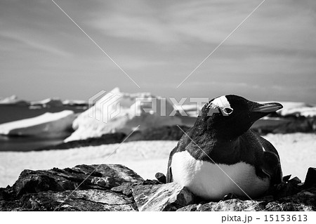 black and white penguin 15153613