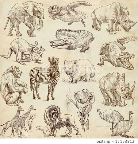 Animals around the World - hand drawings 15153812