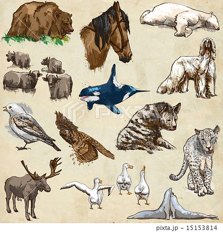 Animals around the World - hand drawings 15153814