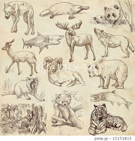 Animals around the World Animals around the World 15153815