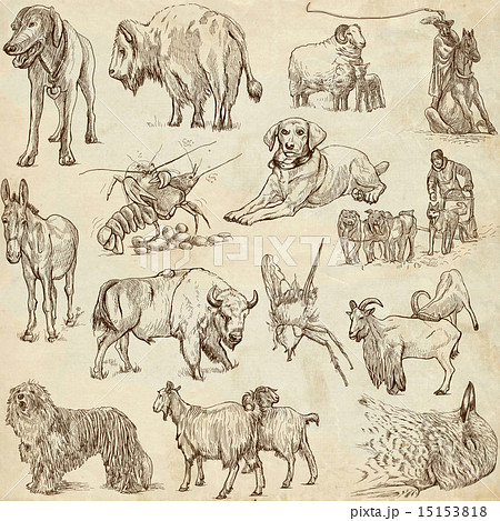 Animals around the World Animals around the World 15153818