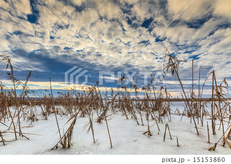 reed in winter reed in winter 15153860