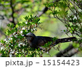 ヒヨドリ 15154423