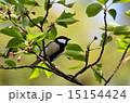 シジュウカラ 15154424