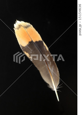 チュウジシギの羽根 15154636