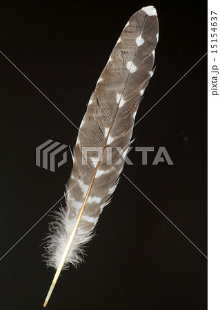 ツツドリの尾羽 ツツドリの尾羽 15154637