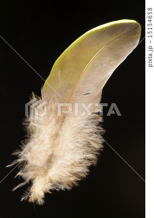 アオバトの羽根 15154658