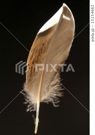 カルガモの尾羽 カルガモの尾羽 15154662