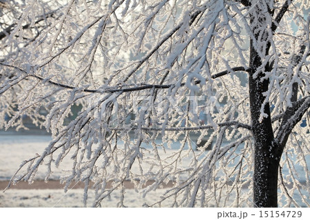 Hoarfrost on branches of a tree 15154729