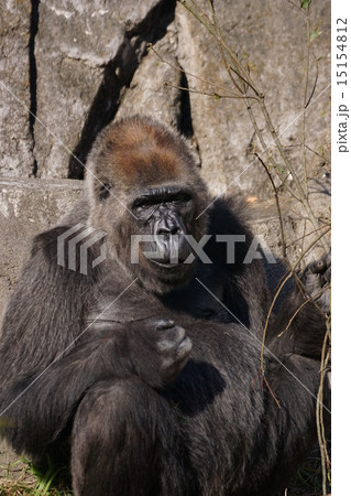 ニシローランドゴリラ 15154812