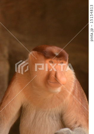 テングザル 15154813