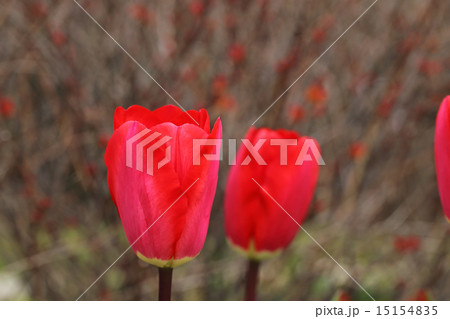 フォステリーキング チューリップの花の写真素材