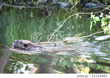 小枝を口でくわえて泳ぐビーバーーBeaver holding branch and swimming 小枝を口でくわえて泳ぐビーバーーBeaver holding branch and swimming 15154863