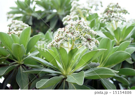 モンパノキ 15154886