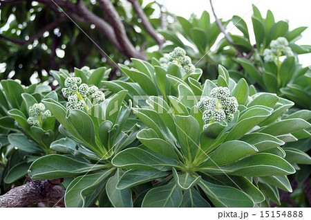 モンパノキ 15154888