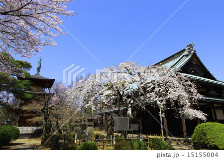 豪徳寺の桜 15155004