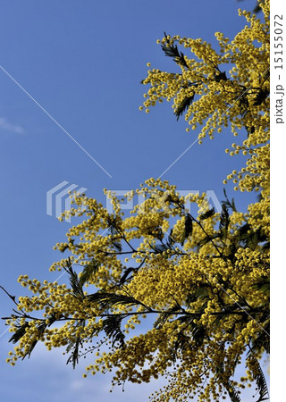 アカシアと青空 15155072