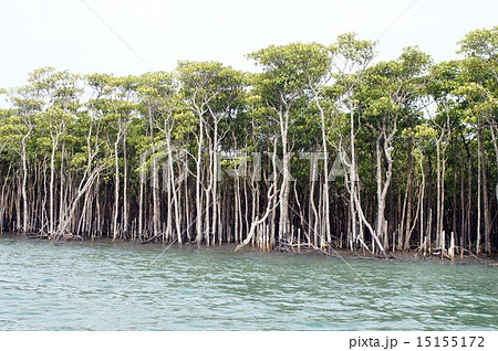 沖縄・仲間川マングローブ林 15155172