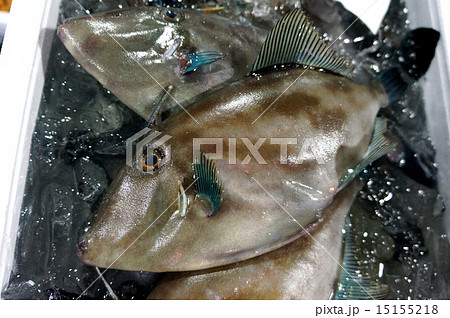 新鮮なウマズラハギ 新鮮なウマズラハギ 15155218